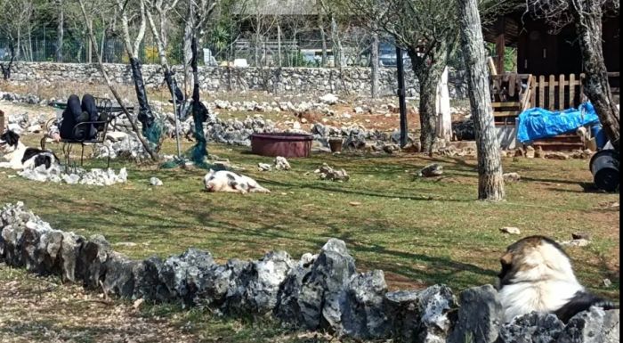 La Fattoria di Vale contro gli sprechi, le zucche di Halloween diventano cibo per maialini