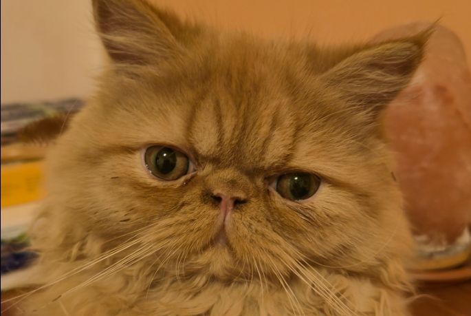 (RITROVATA) Smarrita a Trieste cucciola di Persiano Red Tabby: aiutiamo a ritrovare Gil!