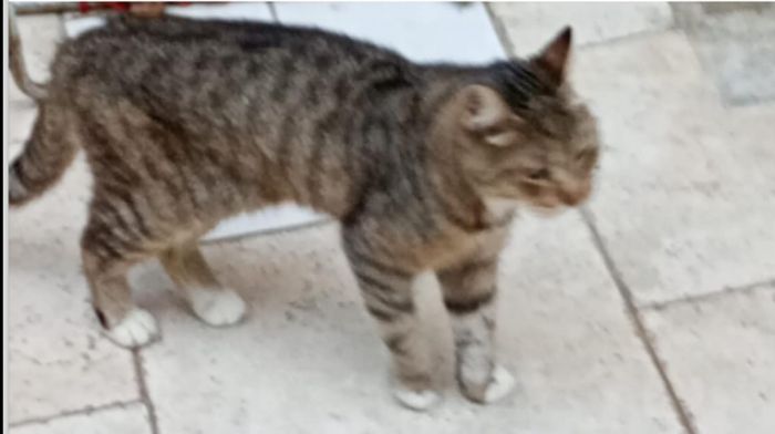 Smarrito gatto Boris in zona Ospedale Militare, angolo via Fabio Severo