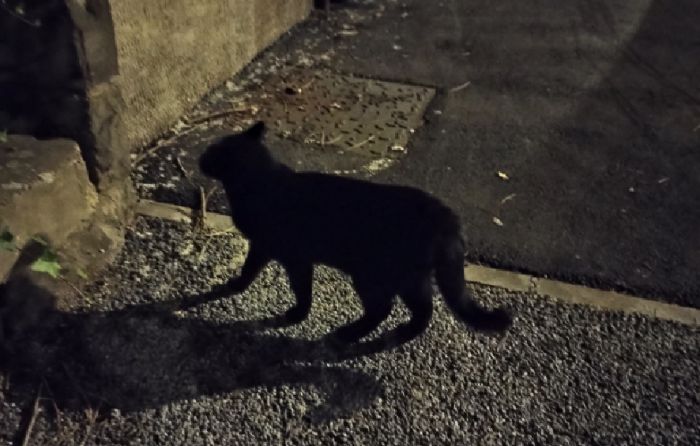 Trieste, mistero in via Lorenzetti: gattina affettuosa cerca casa o conferme