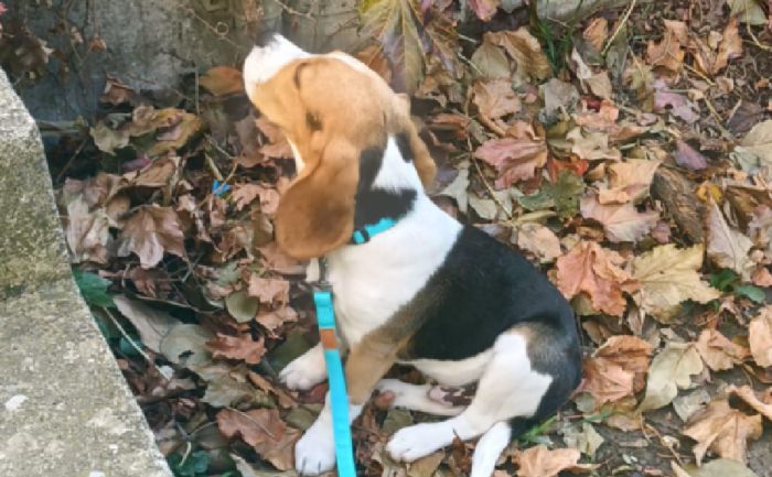 (RITROVATO) Cucciolo di Beagle smarrito a Montebello, appello della proprietaria 