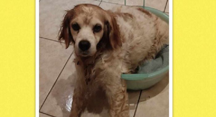 Istria, Charlie disperso vicino Momiano: l'appello disperato per il cane anziano e malato
