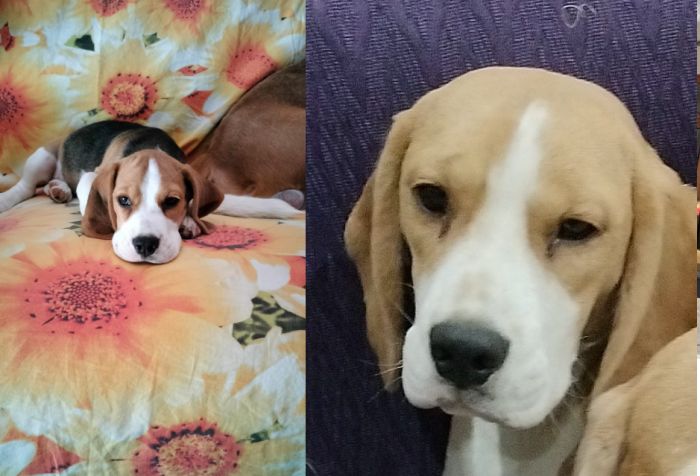 Ronchi dei Legionari, Beagle di 8 mesi si allontana dal giardino: si cerca Aylin