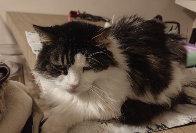 "Trieste, famiglia adotta un cane e lascia la gatta: appello per una nuova casa"