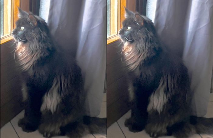 Gatto nero smarrito nella zona dell’Erta Sant’Anna: è domestico e molto amato