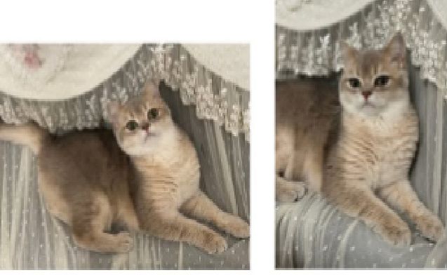 Trieste, smarrita una gattina di razza in zona Carducci: “Aiutateci a ritrovarla”