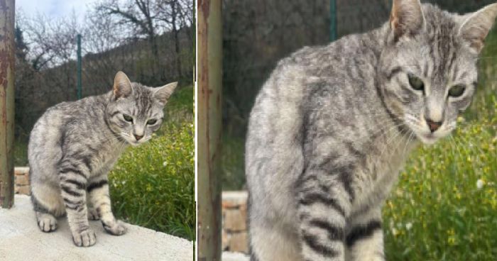 Strada per Longera, smarrita la gatta Glera: l'appello disperato dei proprietari
