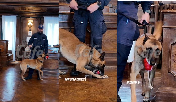 Trieste, arriva il primo cane antidroga della Polizia Locale: “Così combatteremo la droga” (VIDEO)
