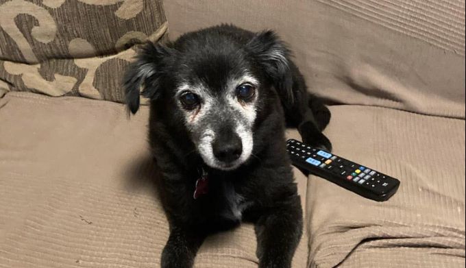 Appello urgente da Longera: smarrito il cane Ringhio, 16 anni