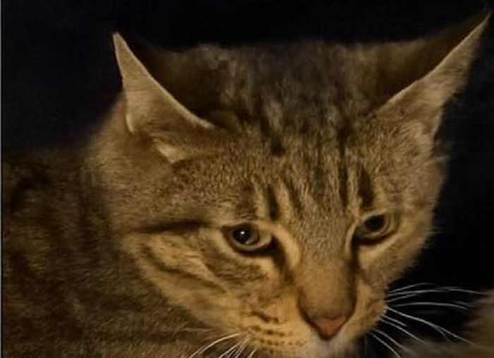 Mango è scomparso in via Flavia: si cerca un gatto tigrotto molto spaventato che zoppica
