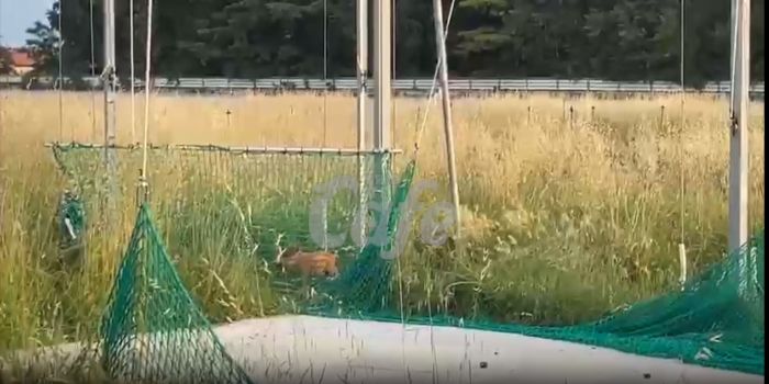 Ippodromo, Ramazzina tuona: "Struttura del giavellotto mai usata. E ora un cinghialetto incastrato" (VIDEO)
