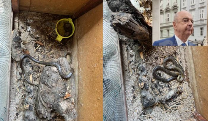 Dipiazza e l’incredibile salvataggio del serpente: “A 72 anni non pensavo di dover liberare un serpente” (VIDEO)