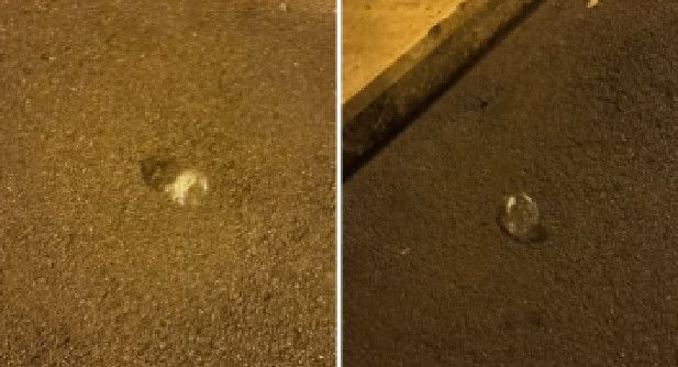 Trieste, degrado nei parchi e rifiuti abbandonati, Babuder lancia appello  “Serve più civiltà”,  (VIDEO)