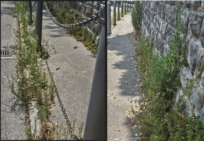 “Così Trieste accoglie i turisti?”: marciapiede che porta al Castello di San Giusto in stato di totale abbandono