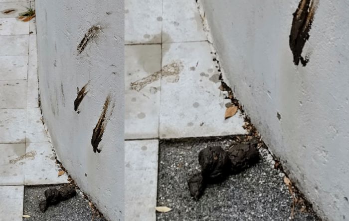 'Vergogna a Trieste: ca*a a terra e si pulisce sul muro del teatro, nessuna telecamera in zona'