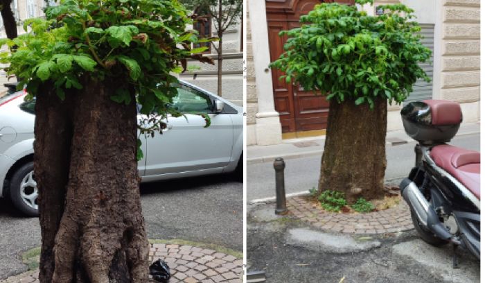 "Ippocastani abbattuti in viale XX Settembre: ora provano a rinascere tra l’asfalto e le ferite"