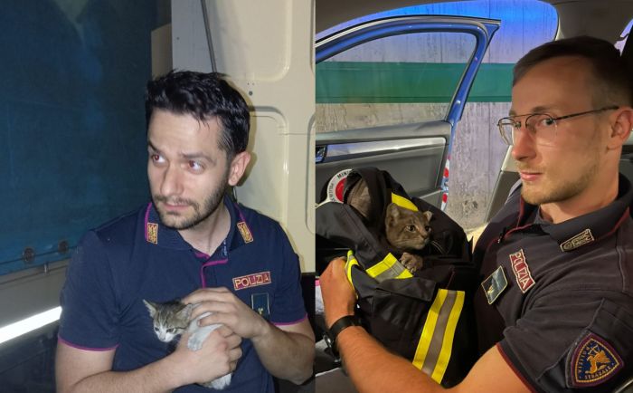 Gattini salvati tra i Tir: doppio intervento della Polizia a Trieste, tra gallerie e porto