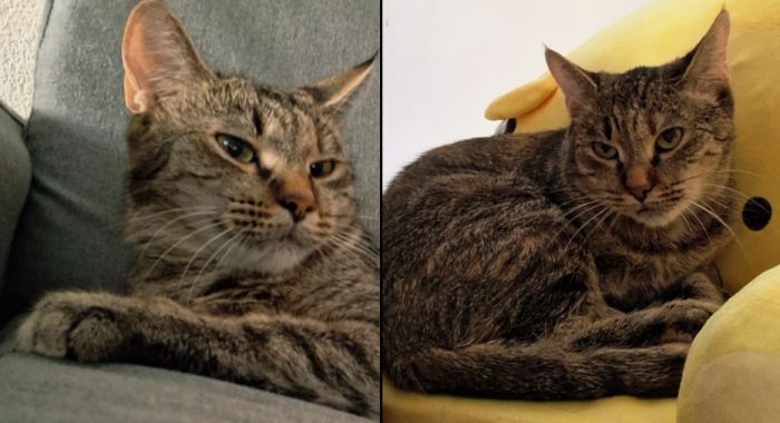 Appello urgente: smarrita la gattina Lola in via delle Settefontane