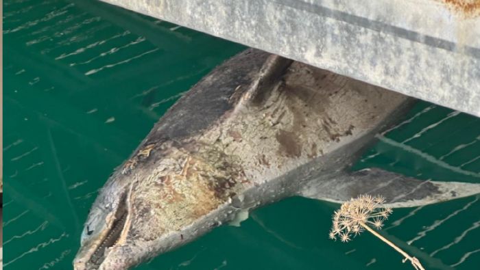 Dramma a Trieste, trovato morto un delfino in sacchetta: al via le analisi per chiarire le cause