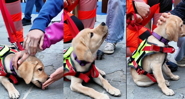 Stella, 70 giorni di dolcezza e coraggio: la cucciola che ha conquistato piazza Unità (VIDEO)