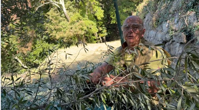 Trieste operosa tra sicurezza e tradizione: Dipiazza raccoglie olive e ringrazia gli artificieri (VIDEO) 