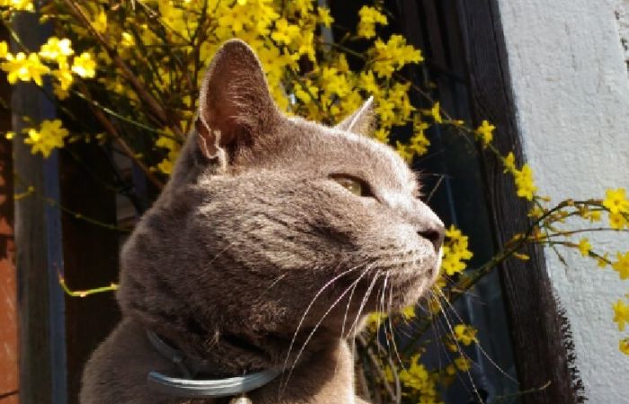 Addio a Balder, il gatto simbolo di amore e rinascita: il commovente messaggio di un triestino