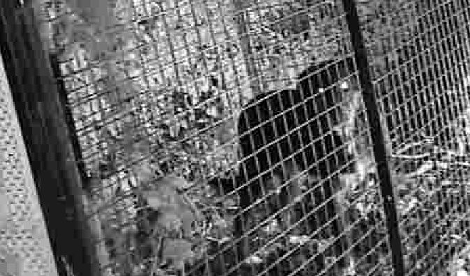 finisce l’incubo di Car: dopo 29 giorni di fuga il cane è stato finalmente catturato e messo in salvo