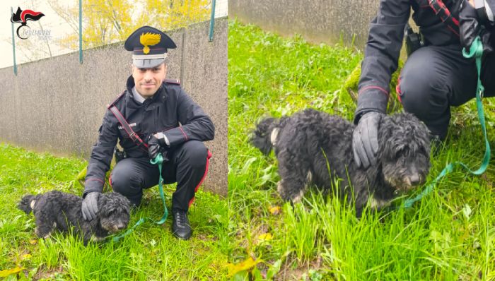 Carabinieri salvano “Cocki”, il cagnolino lasciato a se stesso: denunciato il proprietario