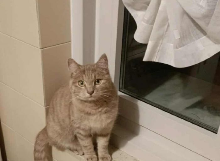 Trieste, scomparsa la gattina Olivia: l’appello dei proprietari e del gruppo ricerche