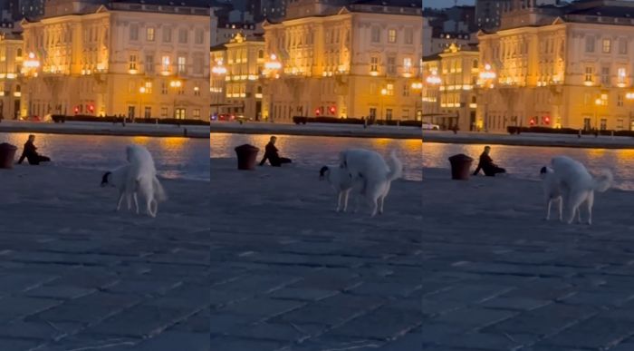 Cani sporcaccioni si accoppiano davanti a tutti sul Molo Audace, risate a non finire (VIDEO)