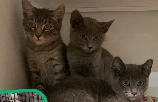 Il gattino intrappolato nel motore: una disavventura trasformata in salvataggio corale a Trieste