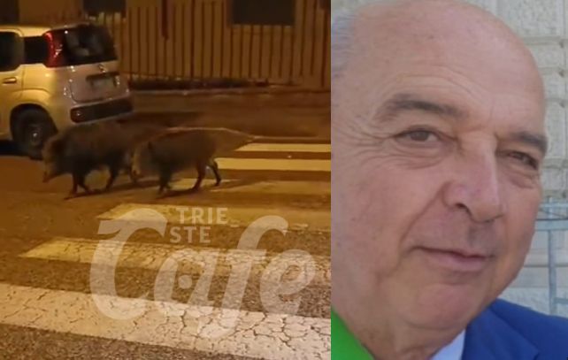 Cinghiali ovunque, Dipiazza: “A Trieste ce ne sono una cinquantina, servono interventi” (VIDEO)