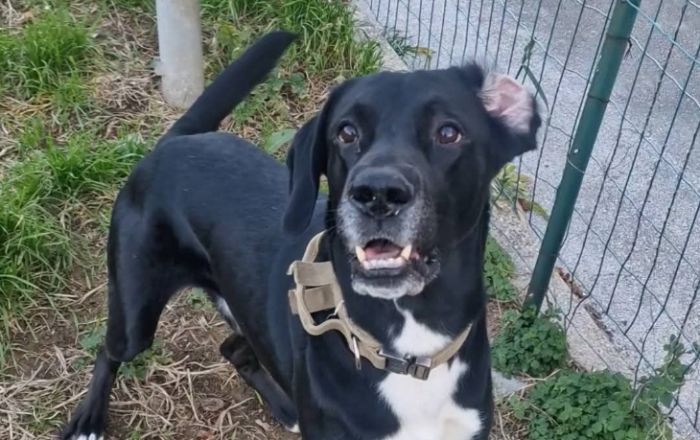 Trieste, Rex resta solo dopo la morte del padrone: appello urgente per evitargli il canile definitivo