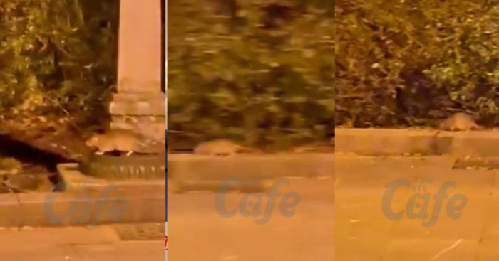 San Giacomo, lettore denuncia: “Piazza invasa dai topi, servono interventi immediati” (VIDEO)