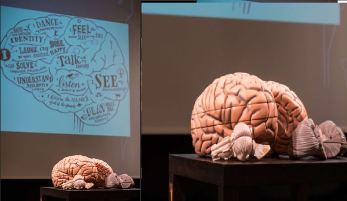 Trieste capitale delle neuroscienze: studenti da tutto il FVG alla sfida regionale delle Olimpiadi del cervello