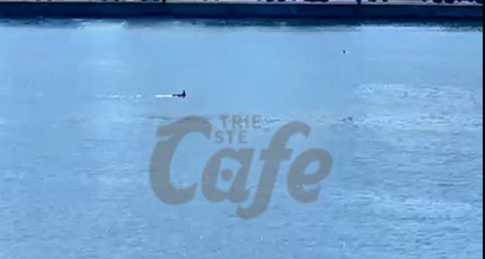 Trieste, il mare regala un prodigio prima di Pasqua: delfini nel Golfo e città incantata (VIDEO)