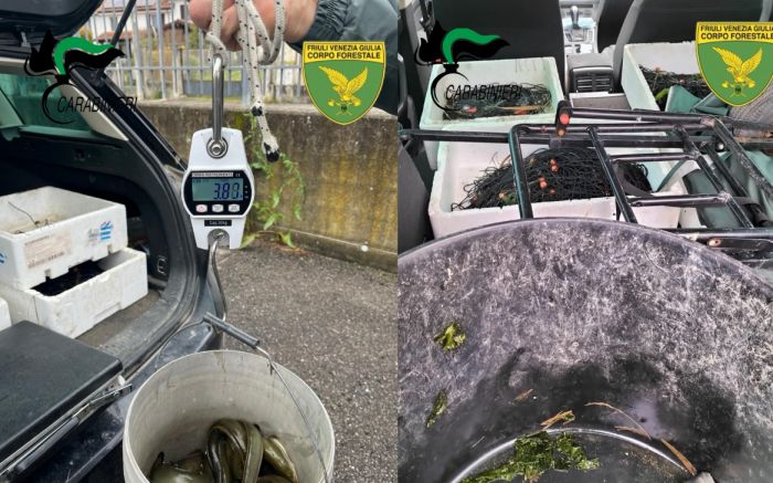 “Pesca illegale di amorevoli e simpatiche anguille, scatta il sequestro: imbarcazione e auto sotto chiave