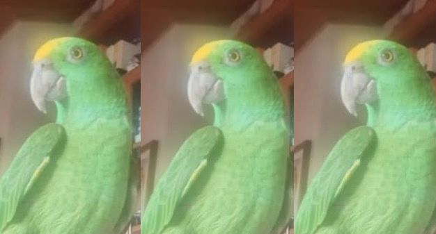 Momenti di apprensione: smarrito Cornelio, pappagallo amazzone nella zona San Pasquale - Melara