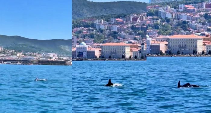 Trieste, delfini nel Golfo inaugurano maggio: acrobazie spettacolari tra le onde (VIDEO)