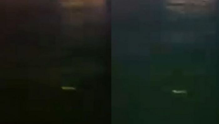 Granchio blu avvistato a Barcola: la segnalazione dal molo G accende la curiosità (VIDEO)