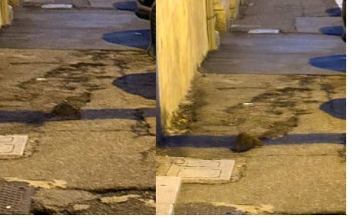 “Che schifo”: grosso ratto avvistato in via Molino a Vento, scatta la protesta dei residenti