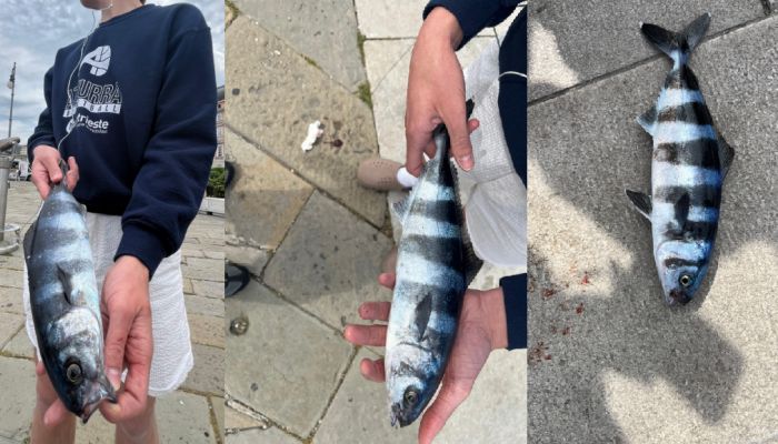 Pesce misterioso pescato davanti a piazza Unità: “in 60 anni nessuno qui l’aveva mai visto”