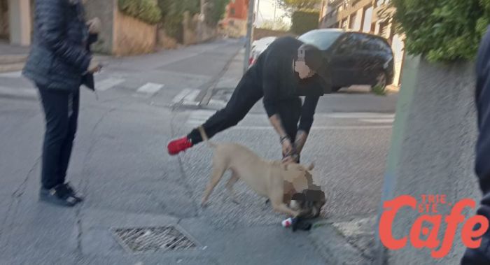 Gatta aggredita da un cane in piazzale Cagni: “Scena raccapricciante, in bocca come fosse un peluche” (VIDEO)