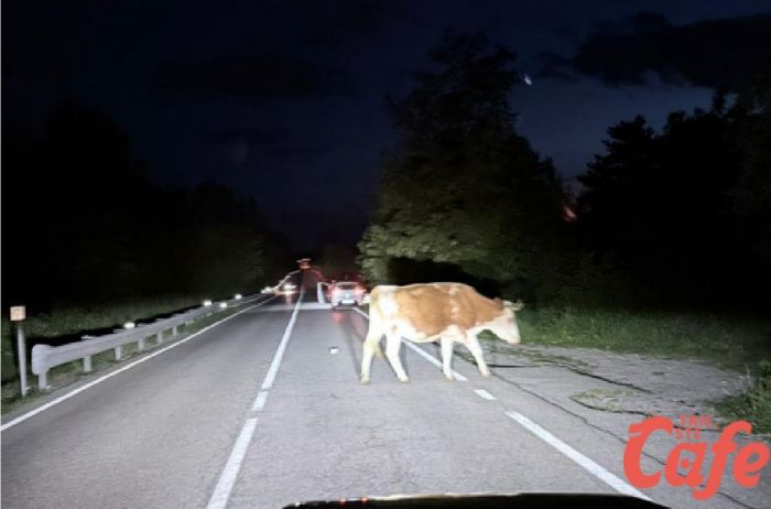 Mucche sulla carreggiata nella notte tra confine e Opicina: “Pericolosissimo, fate attenzione”