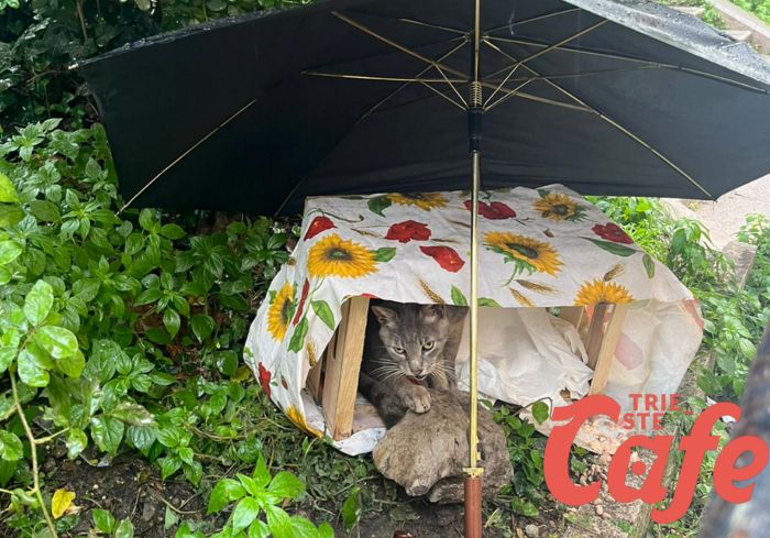 Scala Joyce, Pioggia e maltempo: triestino crea un riparo di fortuna ad un gattino vagabondo 