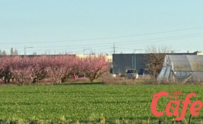 Fotografa fiori di pesco, triestino la vede e se ne innamora: "L'ho persa di vista, la cerco disperatamente" 