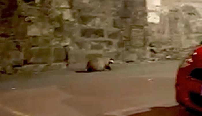 Notte curiosa a Trieste al Foro Ulpiano, tasso selvaggio tra le auto (VIDEO)
