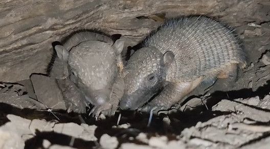Nati allo zoo di Zagabria la prima coppia di armadilli (VIDEO)