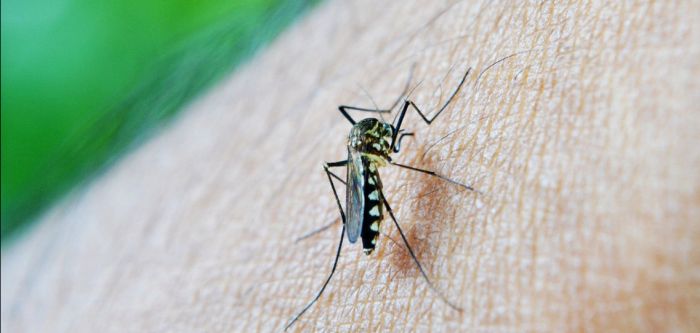 West Nile: due nuovi casi riscontrati in Fvg