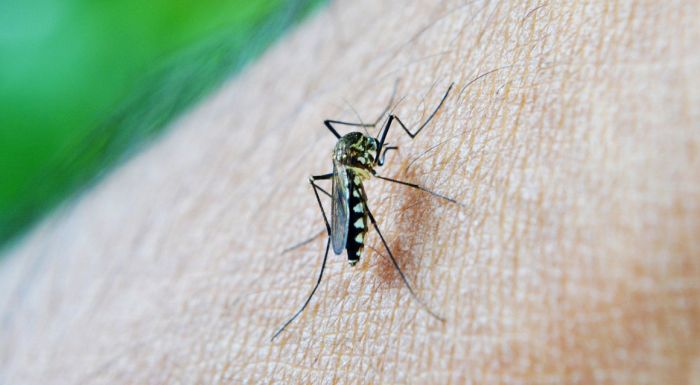 Un caso di West Nile a Lignano, al via la disinfestazione